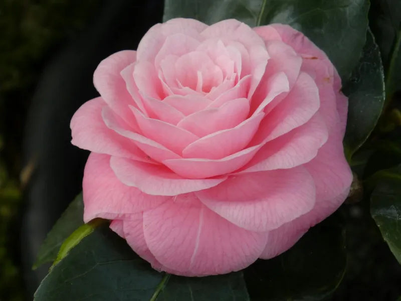 The Misdirected Christmas Card That Sparked America's Longest Accidental Friendship