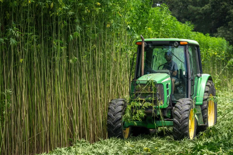When Uncle Sam Both Demanded and Banned the Same Plant: America's Wartime Hemp Paradox